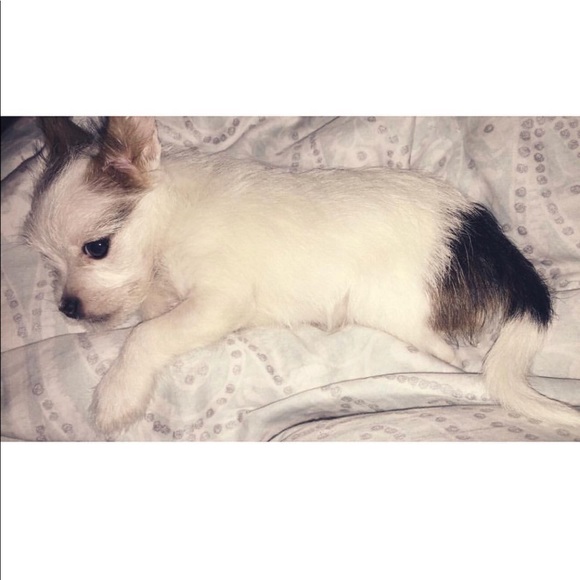 ✨Meet your Posher, Sydney✨ - Picture 6 of 6