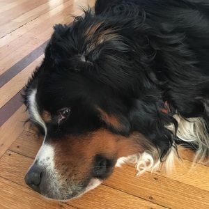 Meet your Posher, Nina