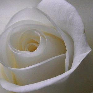 Meet your Posher, Charlene