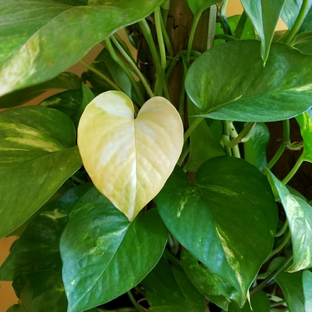 Meet your Posher, Pamela