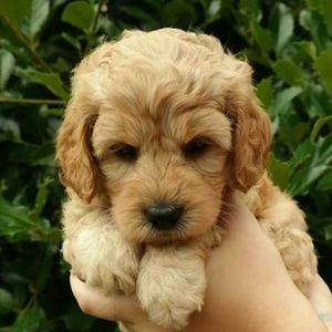 Meet your Posher, Beatriz