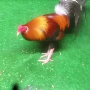 Meet your Posher, Ricky