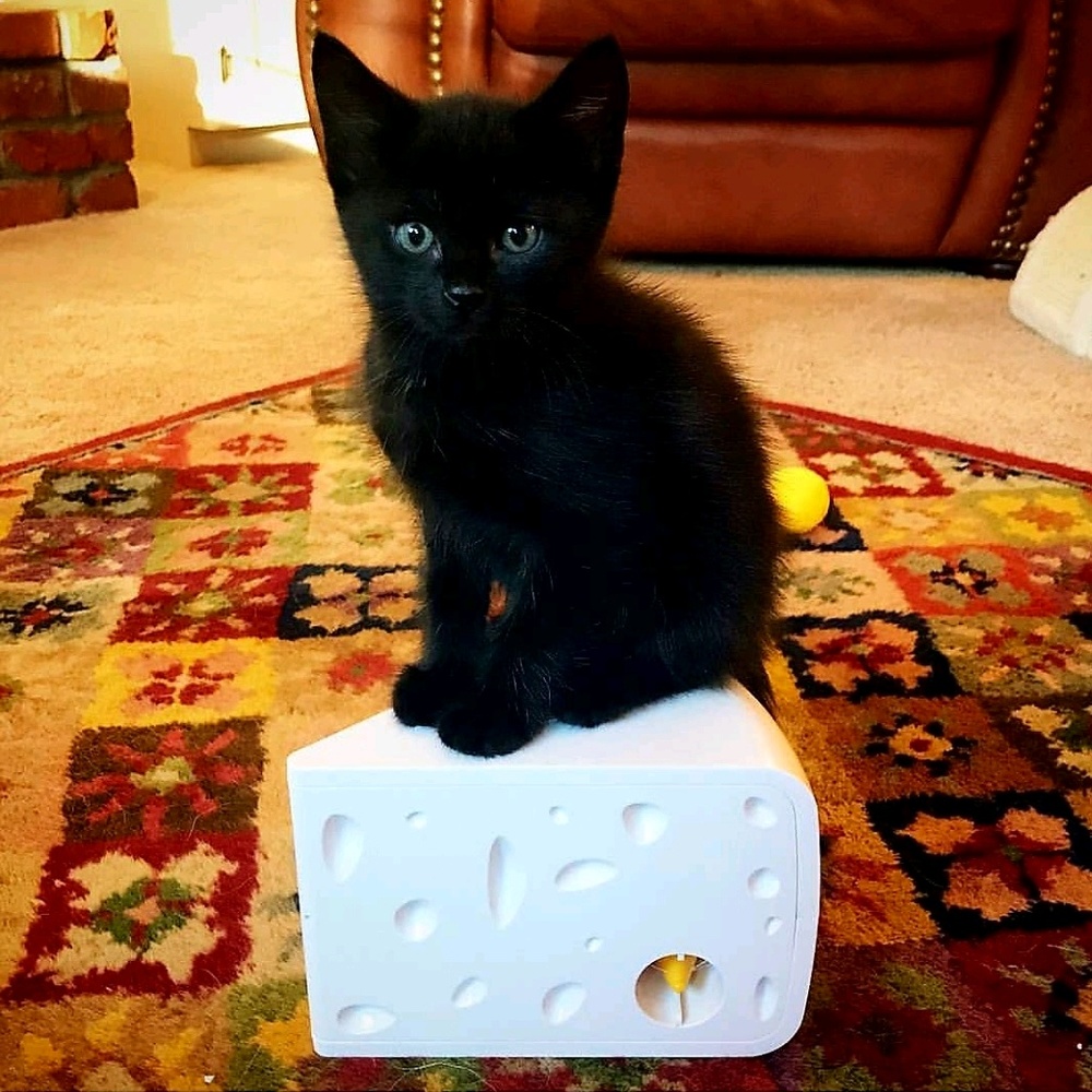 Meet your Posher, Jamie