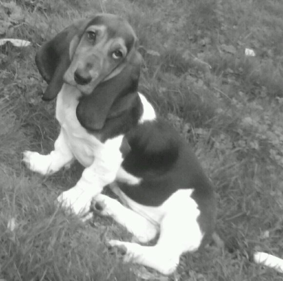 Meet your Posher, Cat - Picture 1 of 1