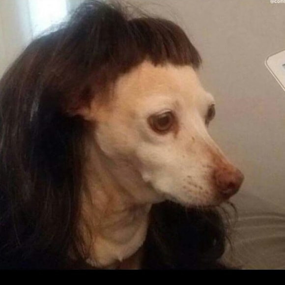 Meet your Posher, Jacob - Picture 1 of 1