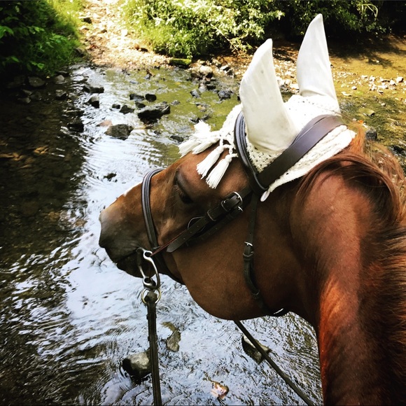 Meet your Posher, Susan - Picture 1 of 1