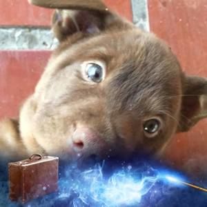 Meet your Posher, Cathei