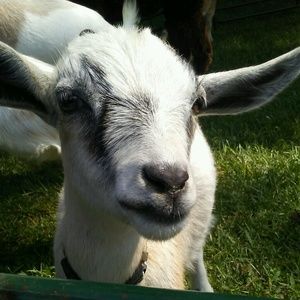 Meet your Posher, Alexis