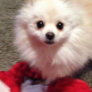 Meet your Posher, Devin