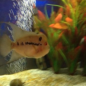 Meet your Posher, Xinzi