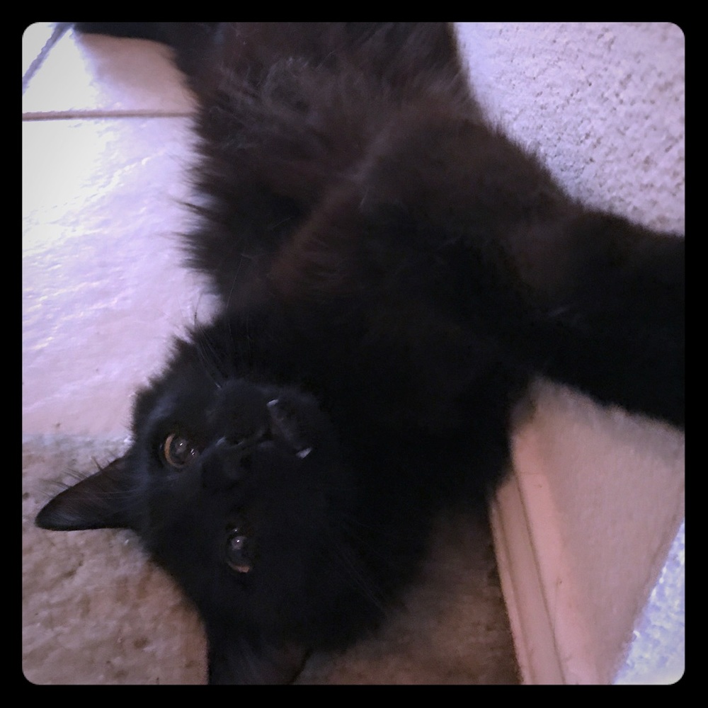 Some of my rescues♥️🌈💕♥️🌈Instagram NiksMom1026