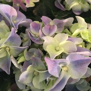 Meet your Posher, Colette