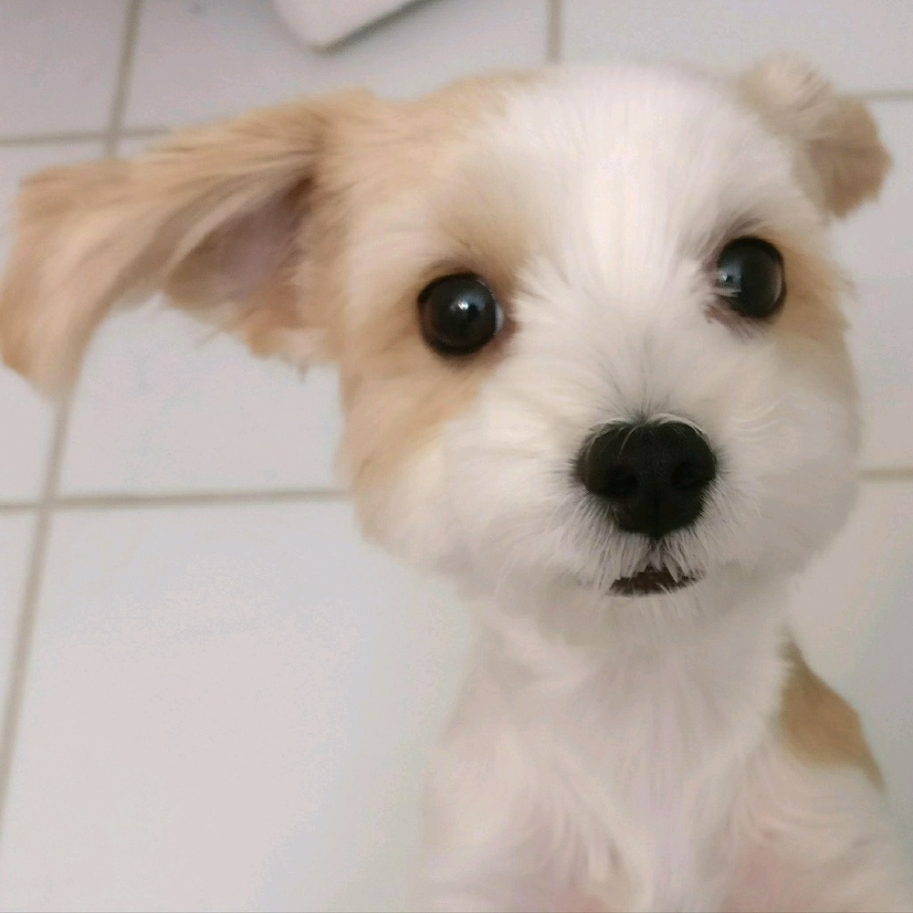 Meet your Posher, Portia