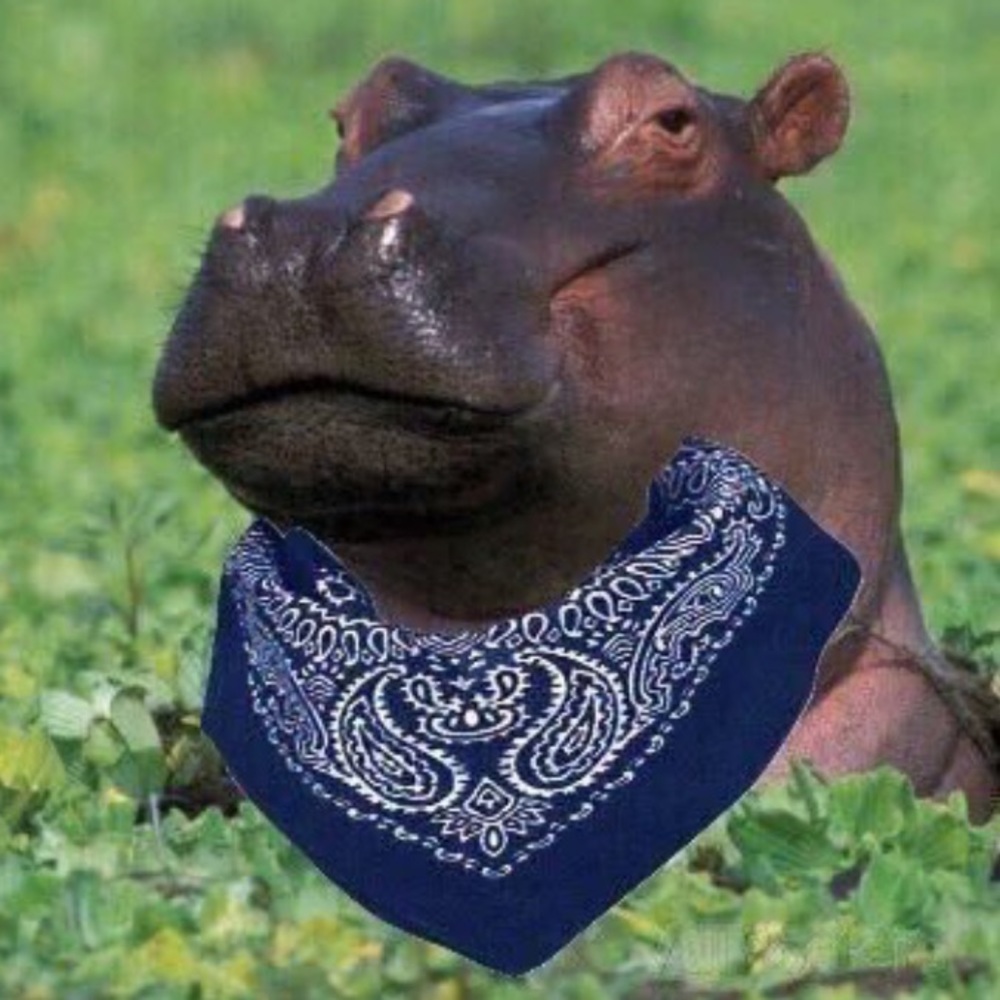 Meet your Posher, Noah