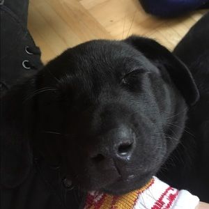 Meet your Posher, Josh