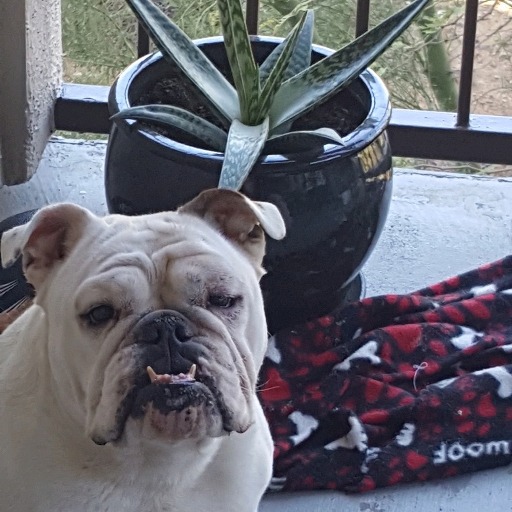 Meet your Posher, Kelley