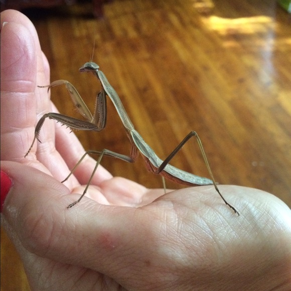 Meet your Posher, Mar - Picture 1 of 1