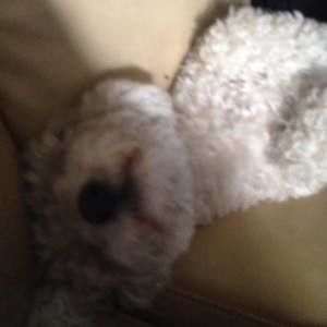 Meet your Posher, Julio