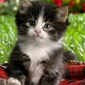 Meet your Posher, Lucila