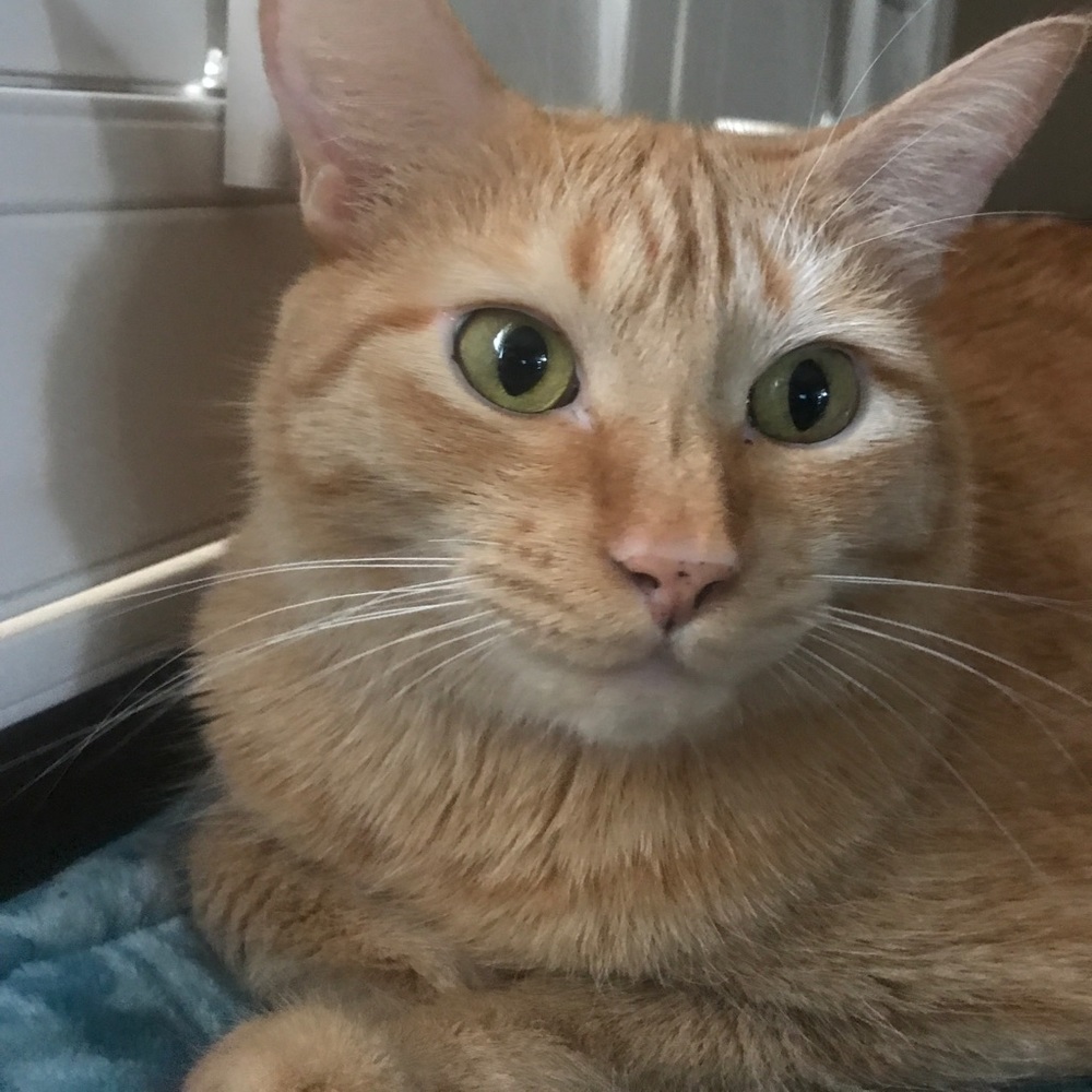 Meet your Posher, Debbie