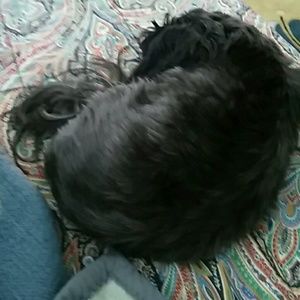 Meet your Posher, Susan