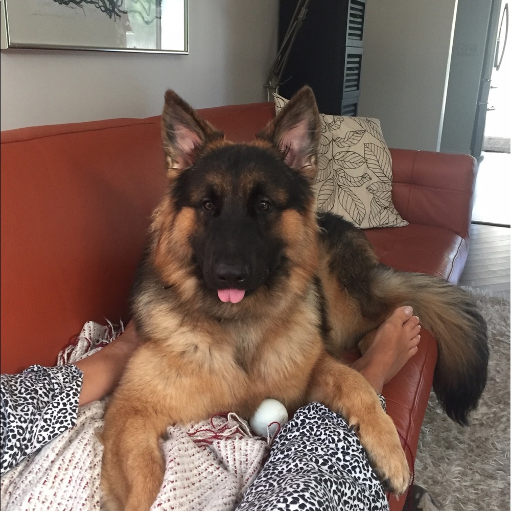 Meet your Posher, Shane