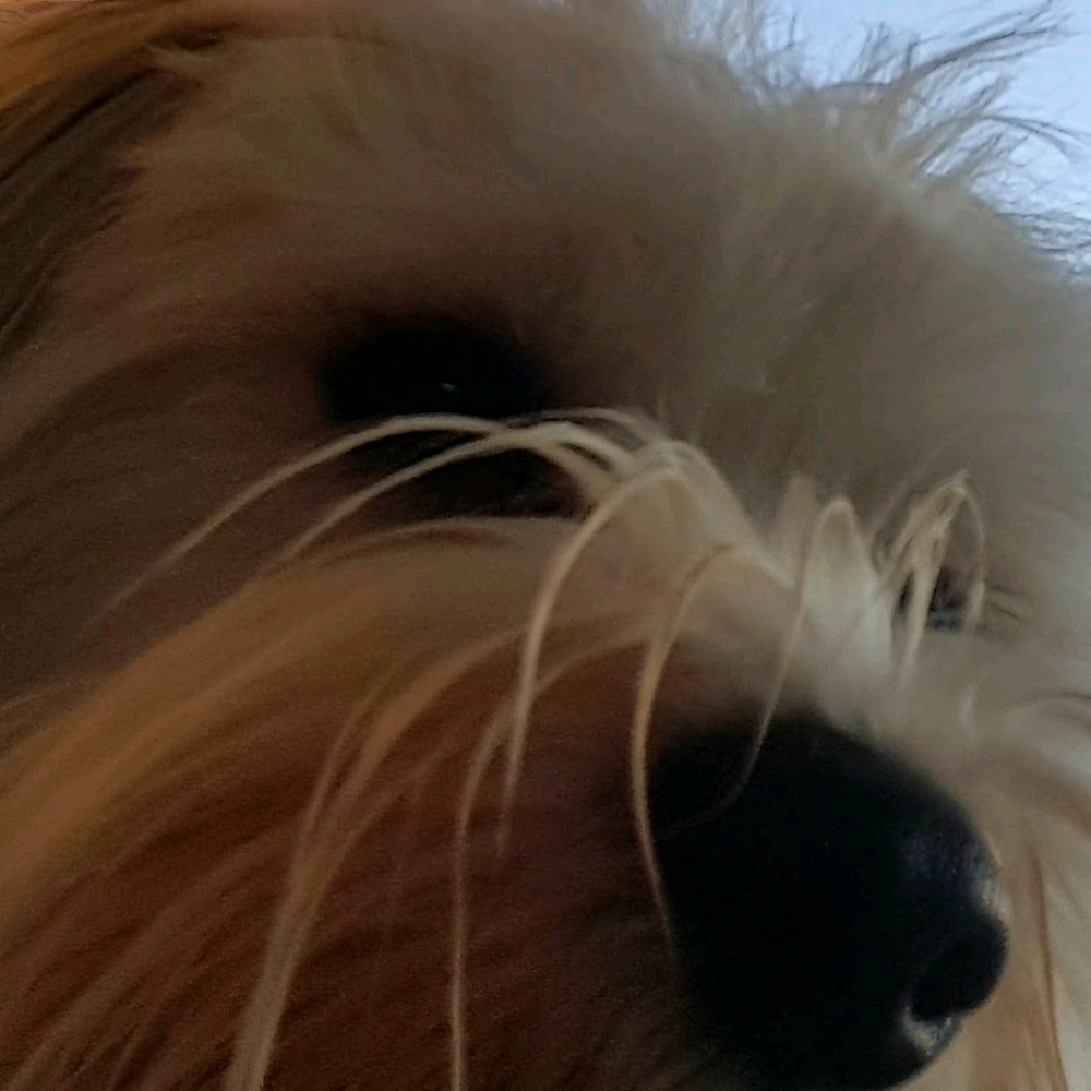 Meet your Posher, Sharnee