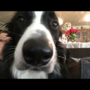 Meet your Posher, Lisa