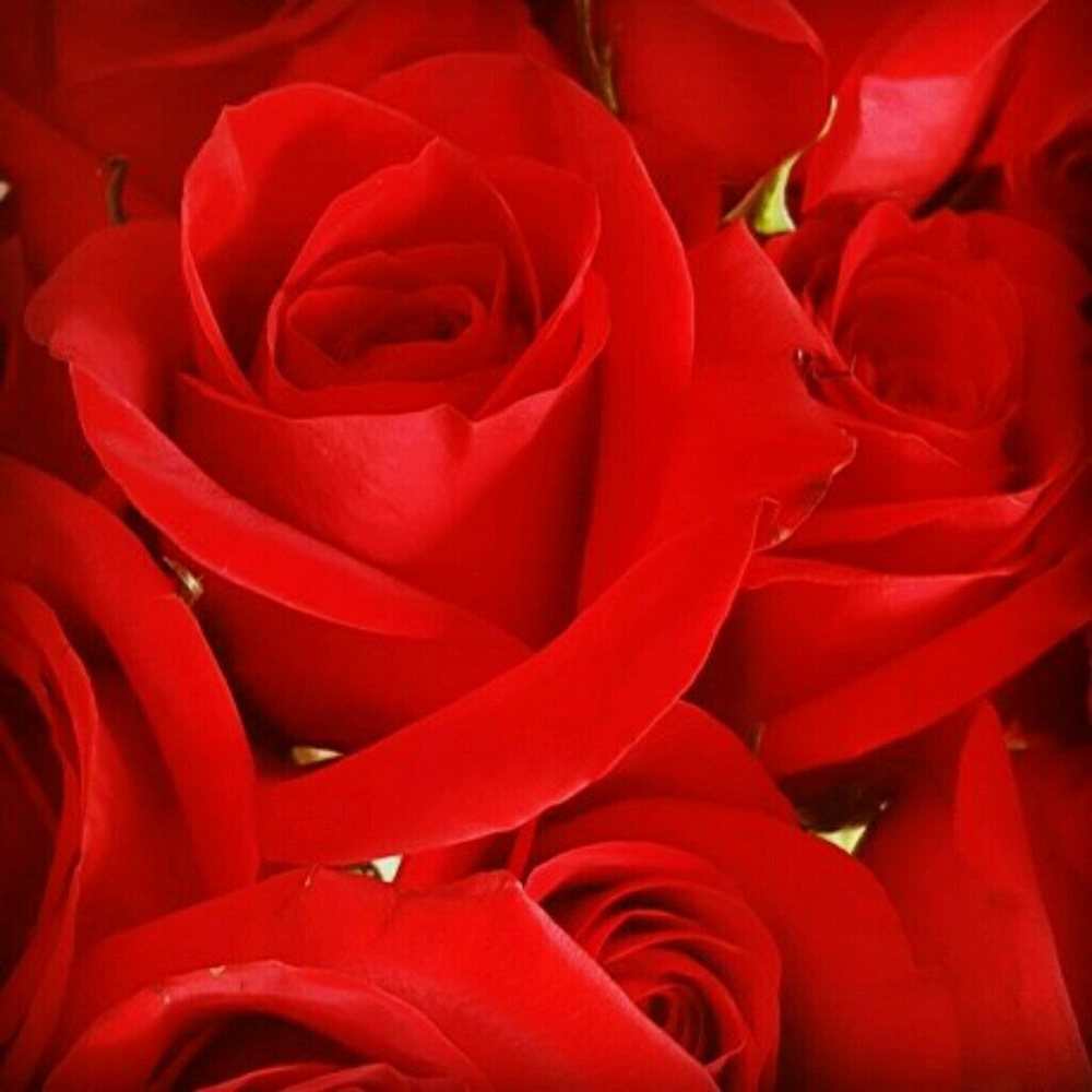 Meet your Posher, Amy