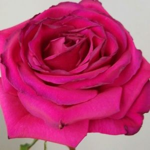 Meet your Posher, Sofina