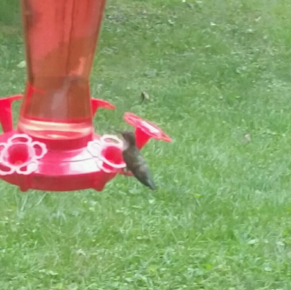 Meet your Posher, Joyce