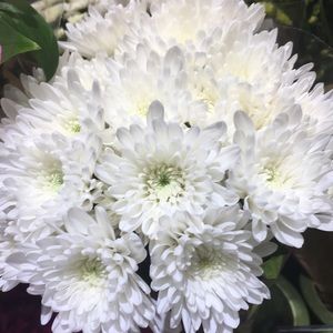 Meet your Posher, Mona