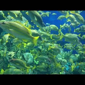 Meet your Posher, Abraham