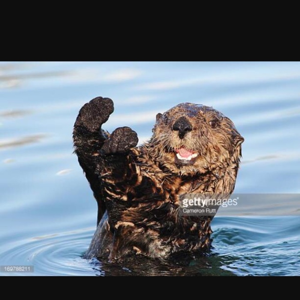 Meet your Posher, Davi