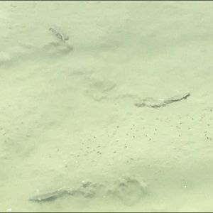 Meet your Posher, Nena