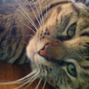 Meet your Posher, Lou