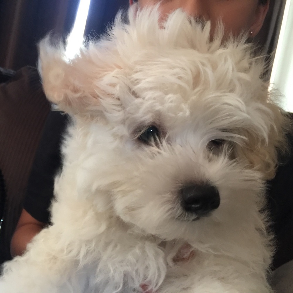 Meet your Posher, Charlitte