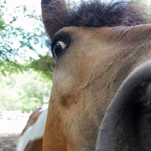 Meet your Posher, Julie