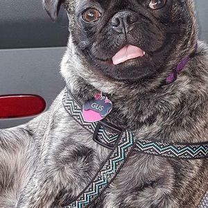 Meet your Posher, Gus