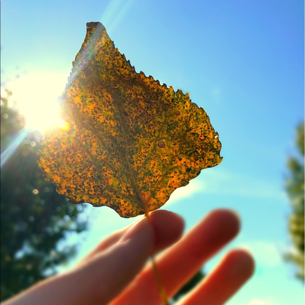 Meet your Posher, Abby