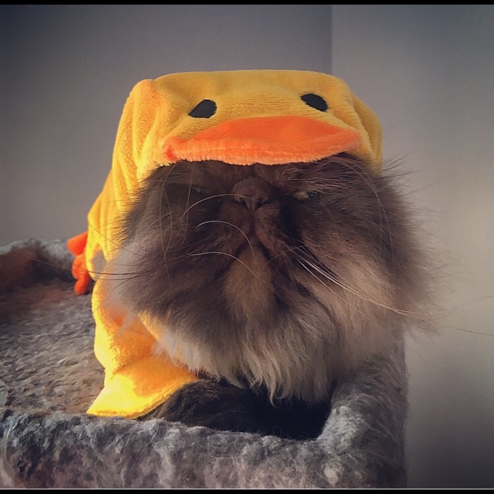 Love my ducky Zara to bookmark my page , Carrie