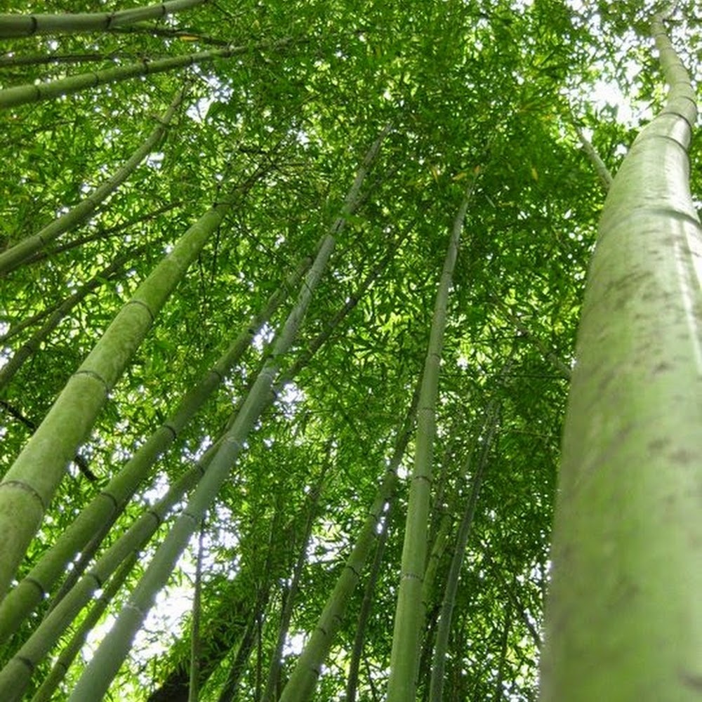 Meet your Posher, Asha