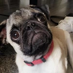 Meet your Posher, Isabella