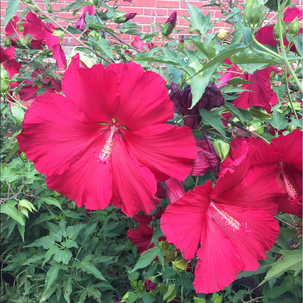 Meet your Posher, Marla