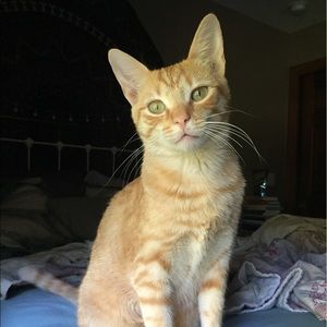 Meet your Posher, Rachel