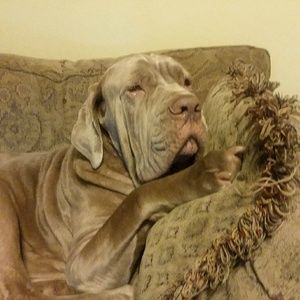 Meet your Posher, Brandi