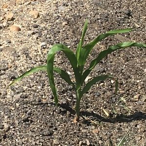 Meet your Posher, Connor