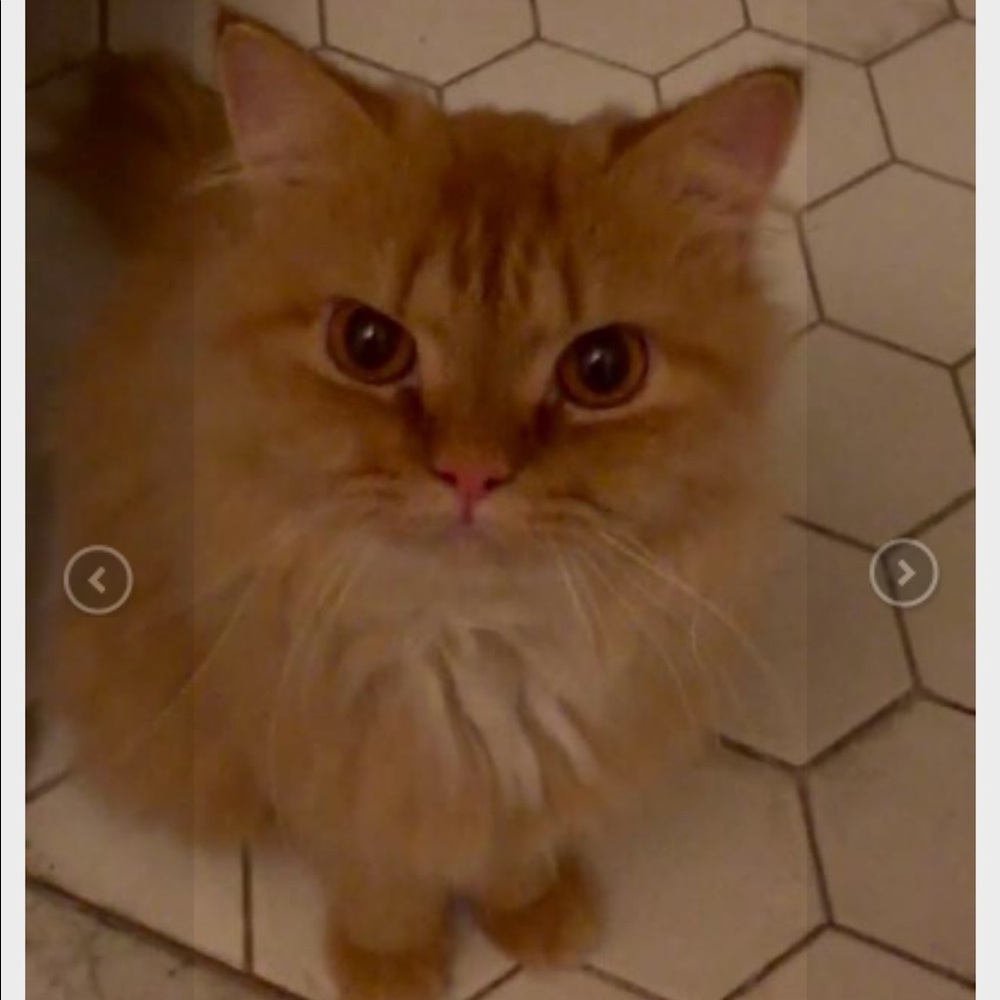 Meet your Posher, Marjorie