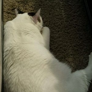 Meet your Posher, Jenny