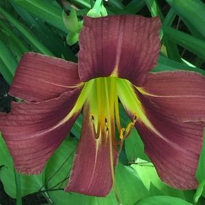 Meet your Posher, Carol